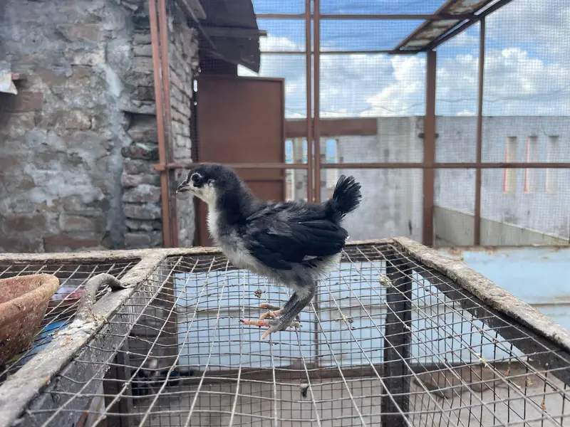 astralop chicks for sale — photo 8