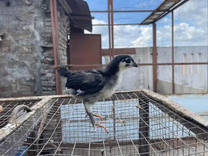 astralop chicks for sale — photo 9
