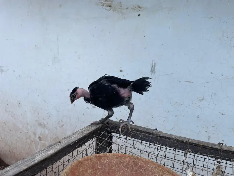 astralop chicks for sale — photo 10