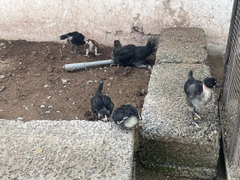 astralop chicks for sale — photo 11