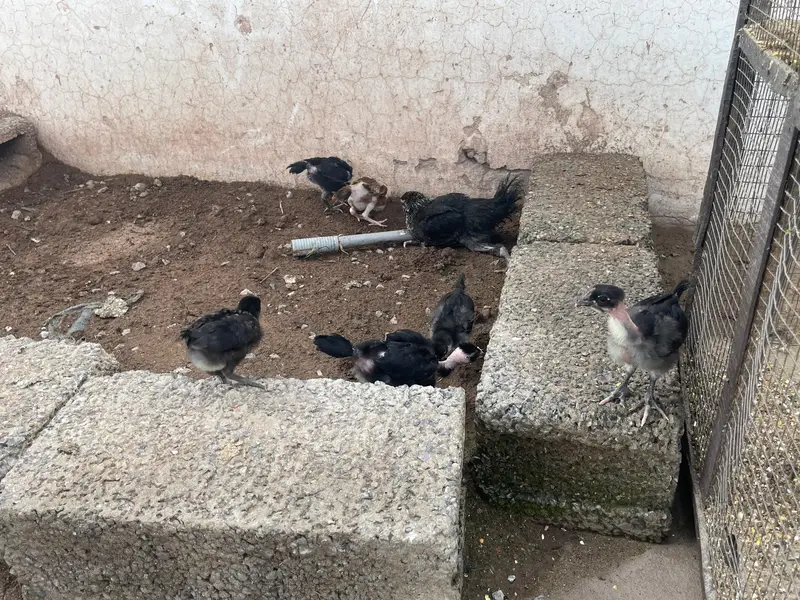 astralop chicks for sale — photo 12