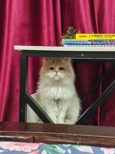 Bi-colour Persian Male Cat