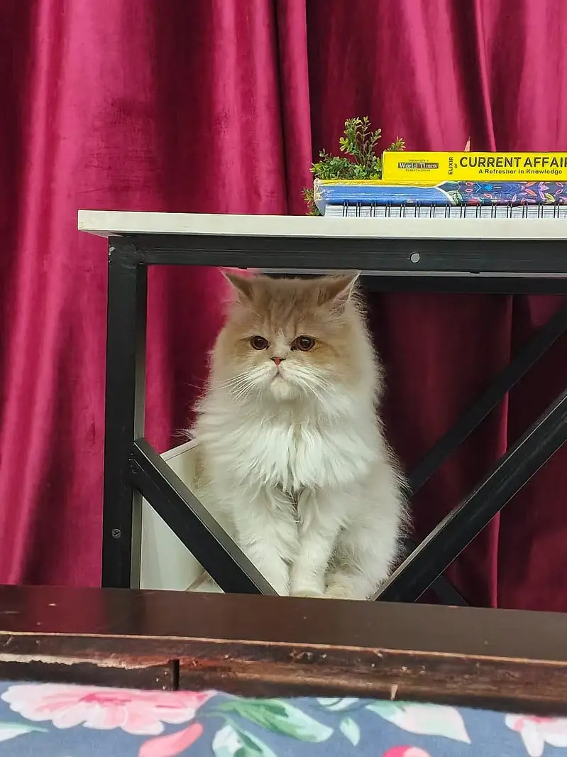Bi-colour Persian Male Cat — photo 2