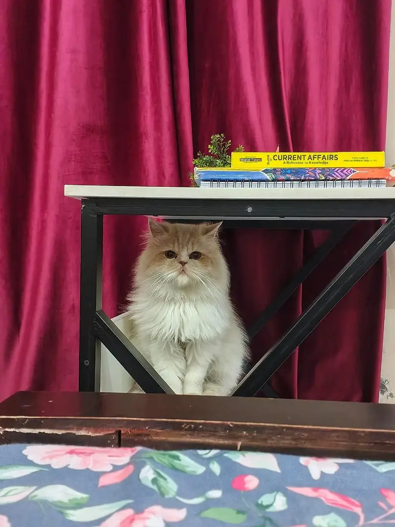 Bi-colour Persian Male Cat — photo 3