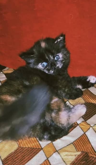 Percian Kitten Double Coated Available