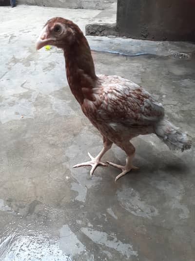 Aseel Hen for sale Healthy Active