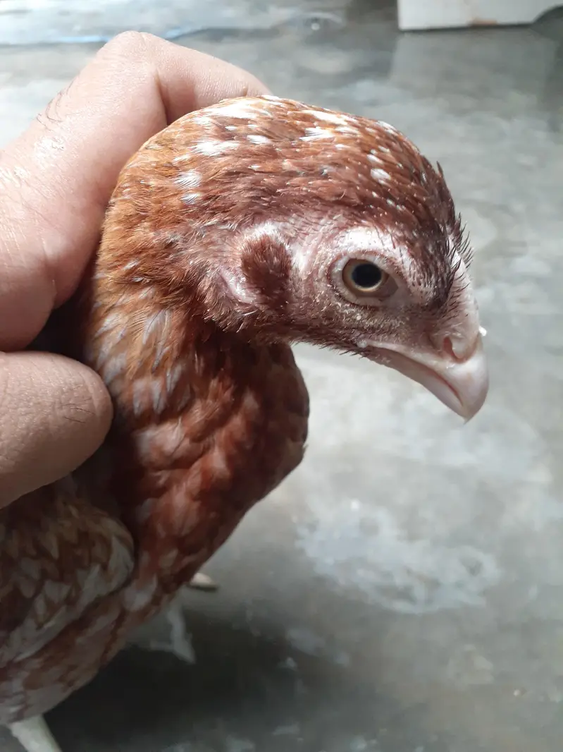 Aseel Hen for sale Healthy Active — photo 2