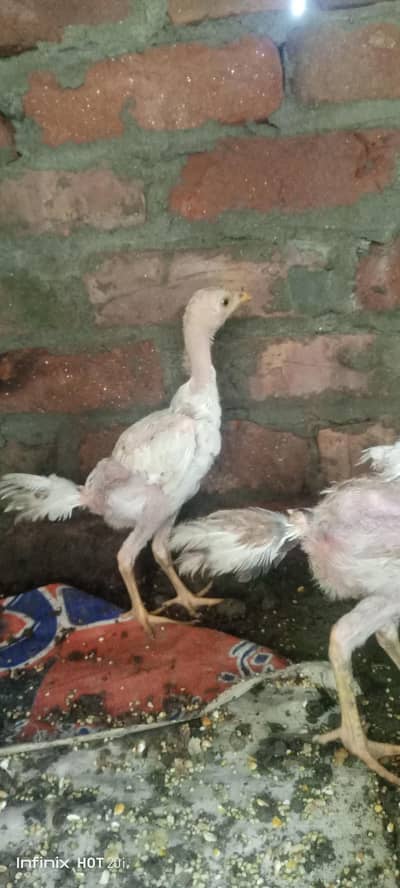 aseel chicks for sale only sireus buyers cantact me