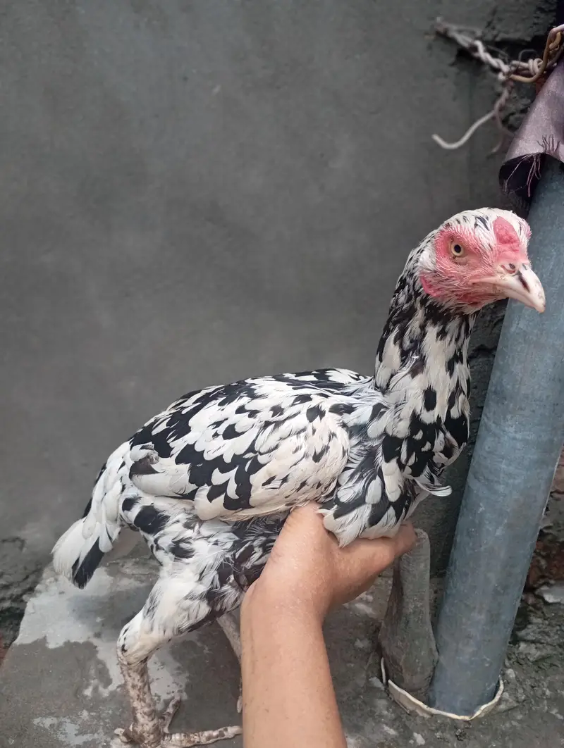11000 Kam ho jay gi — photo 7