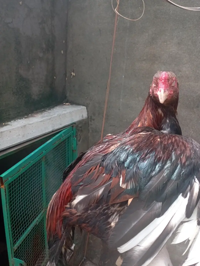 11000 Kam ho jay gi — photo 10