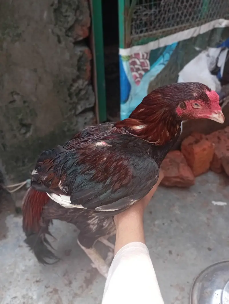 11000 Kam ho jay gi — photo 12