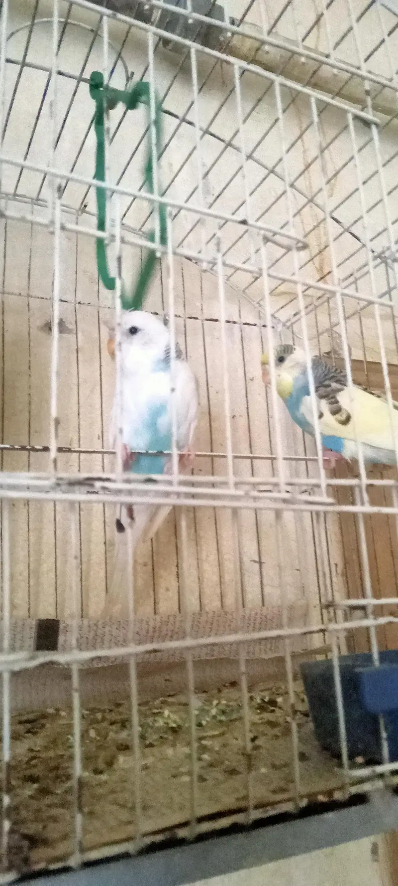 Australian Parrots Pair — photo 2