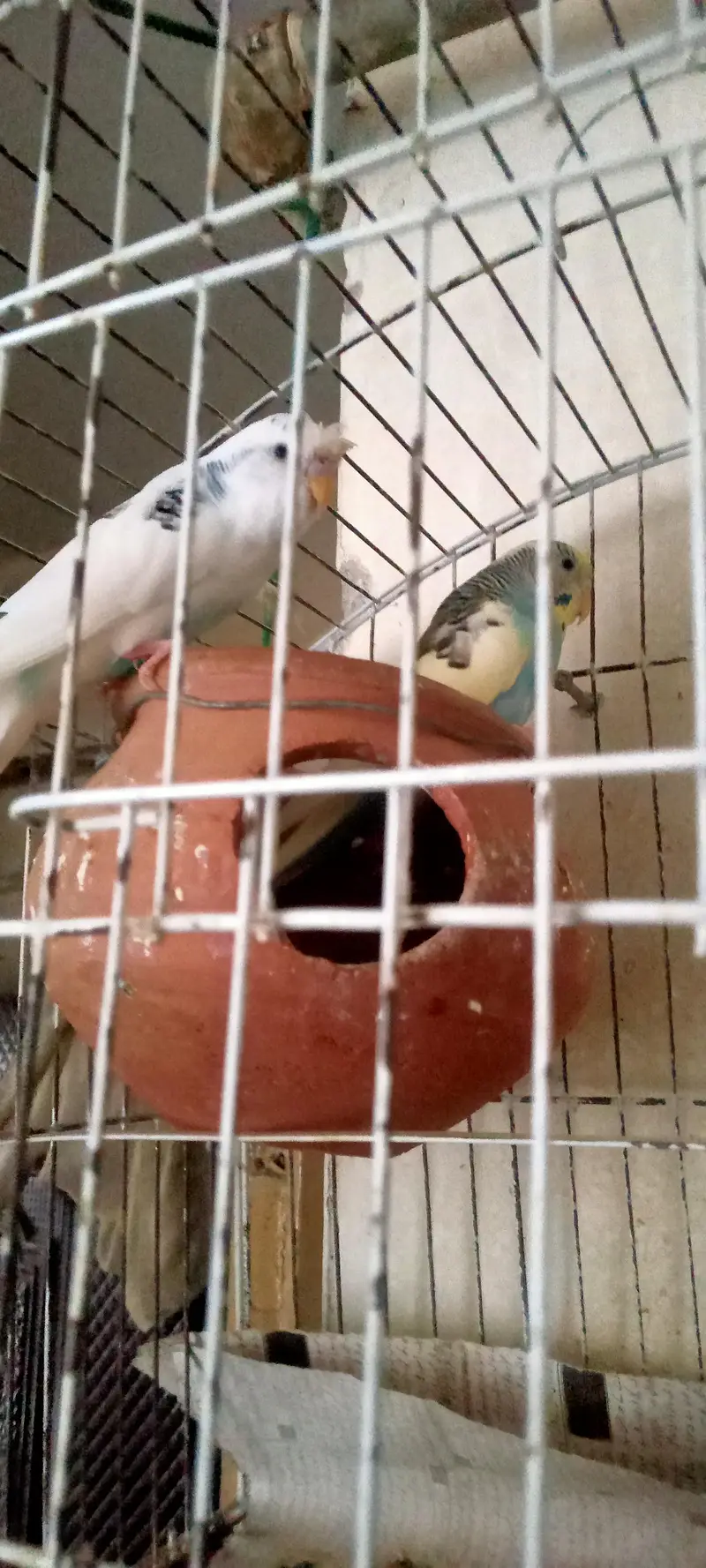 Australian Parrots Pair — photo 3