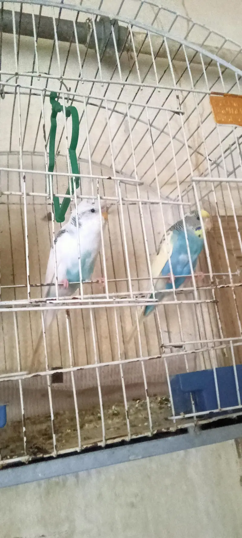 Australian Parrots Pair — photo 5