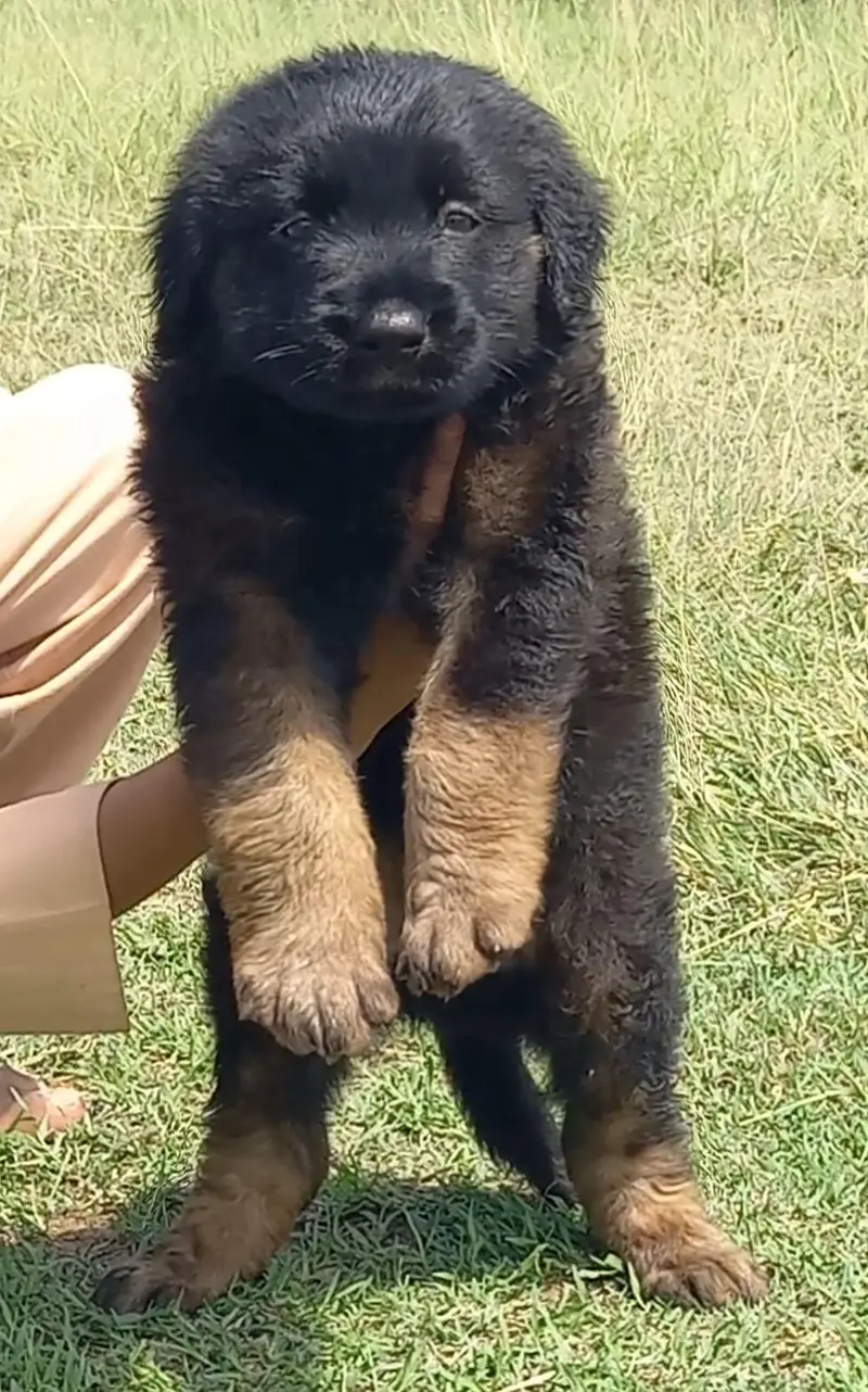 German Shepherd puppies for sale H2 month heavy bone active — photo 2