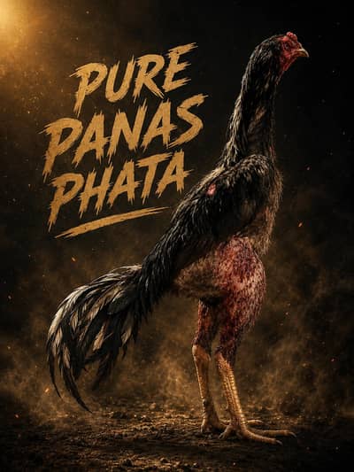 PURE PANAS PHATA