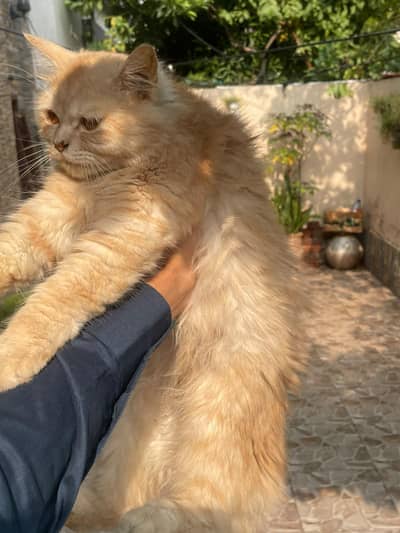 Persian cat