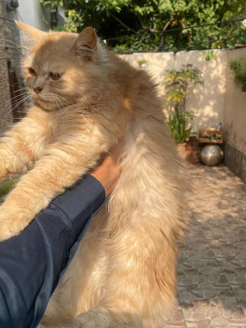 Persian cat 0