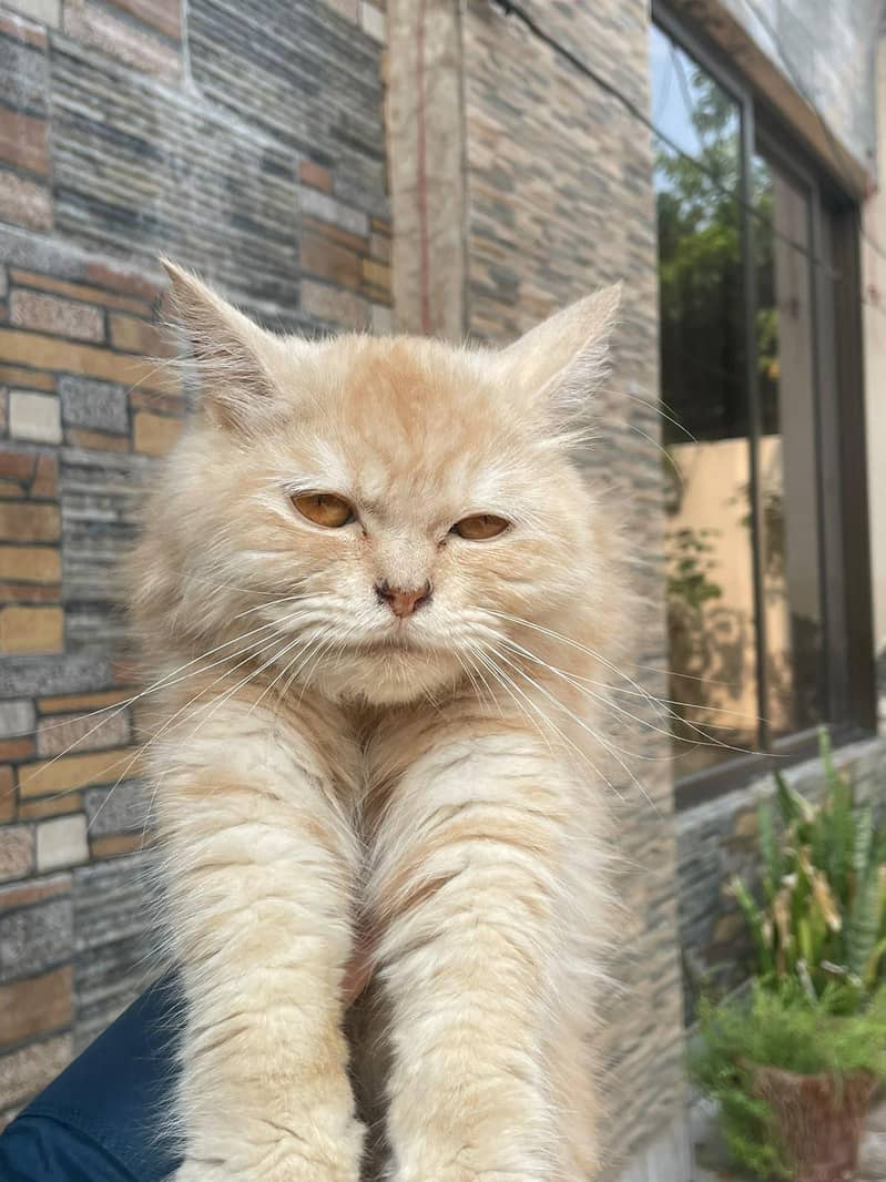 Persian cat 1