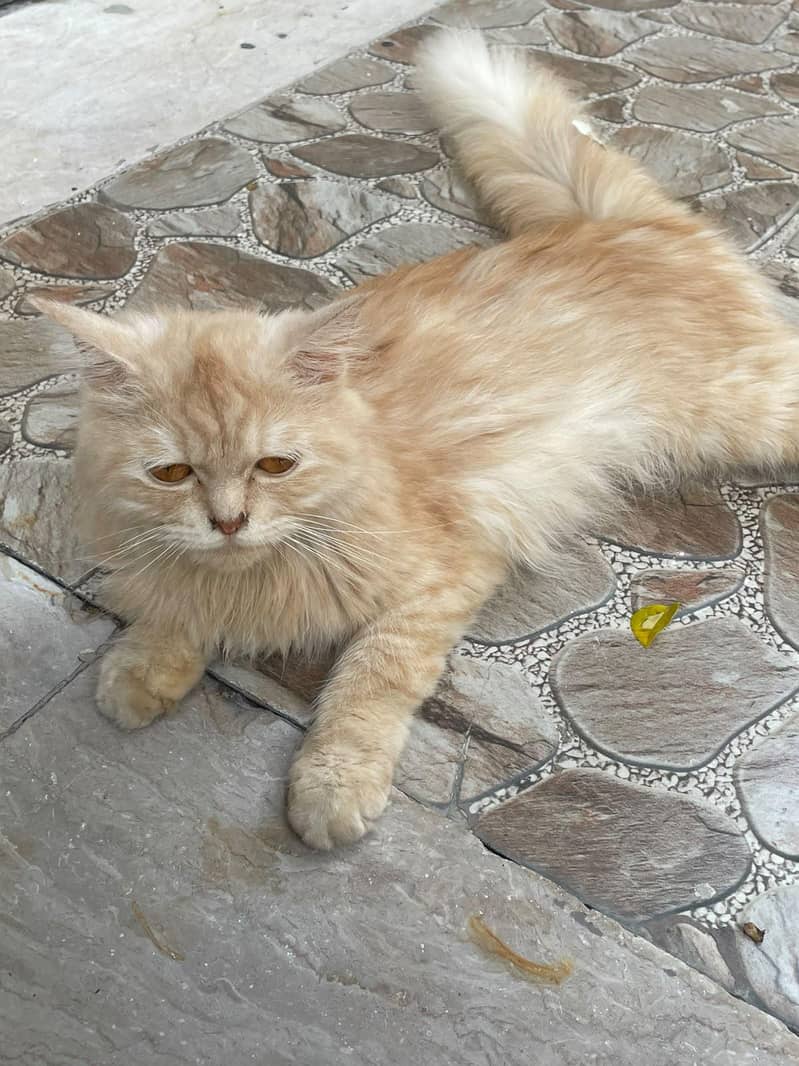 Persian cat 2