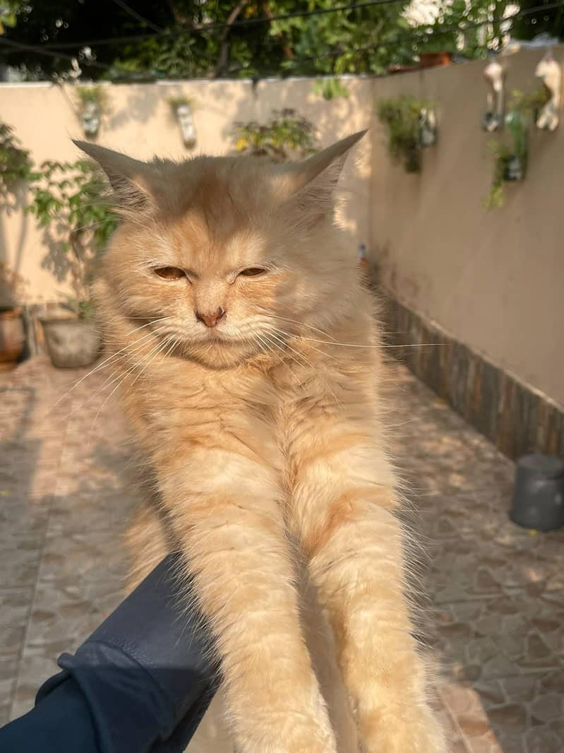 Persian cat 3