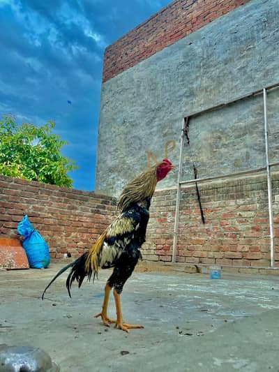 mianwali murga chuje