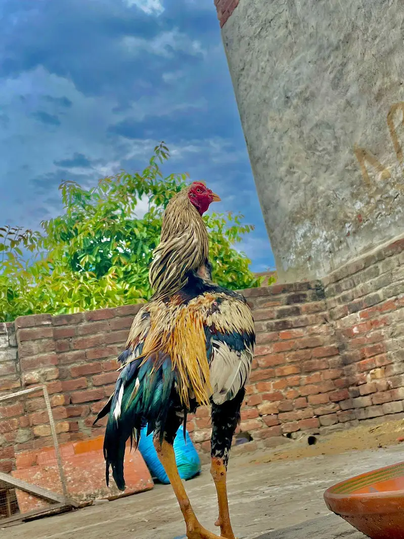 mianwali murga chuje — photo 2
