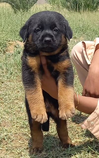 German Shepherd puppies for sale