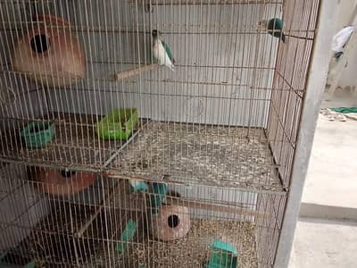 lovebird