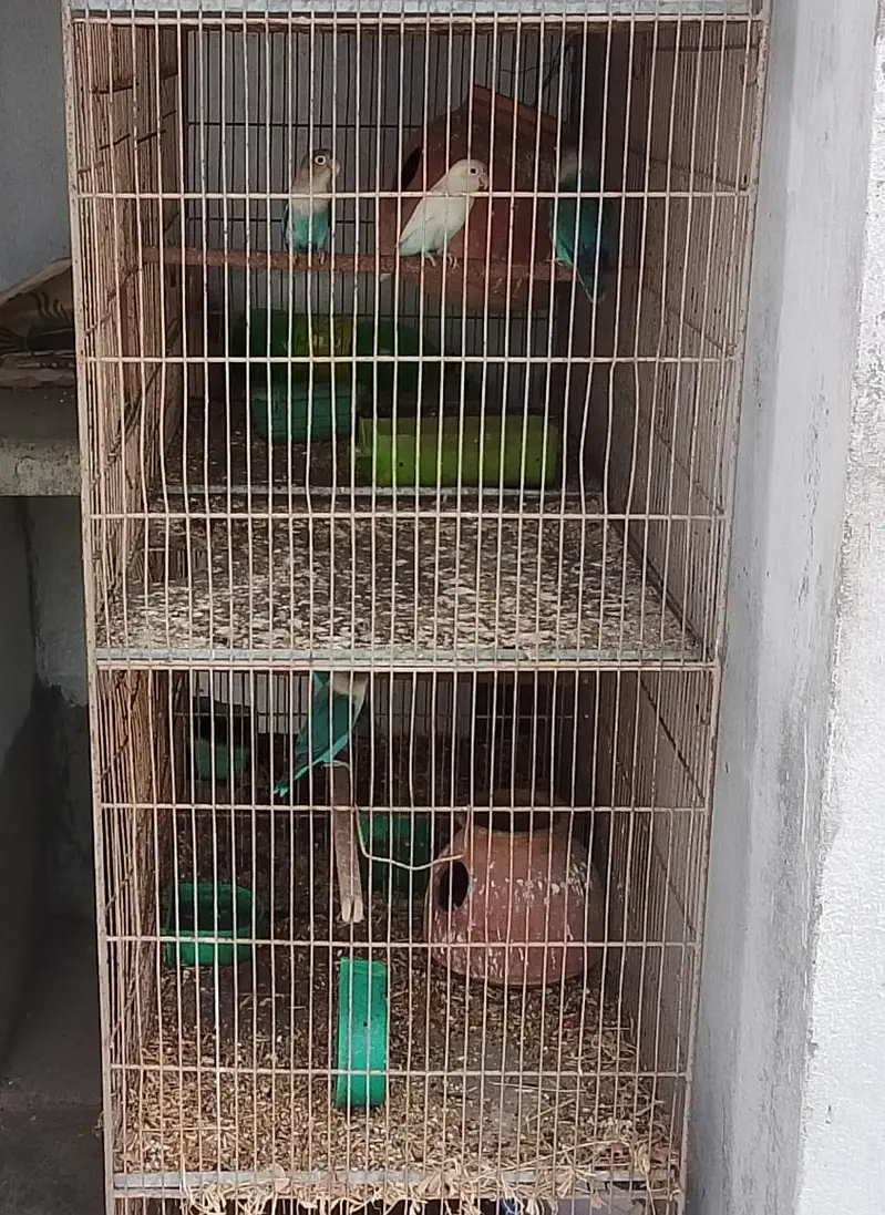lovebird — photo 2