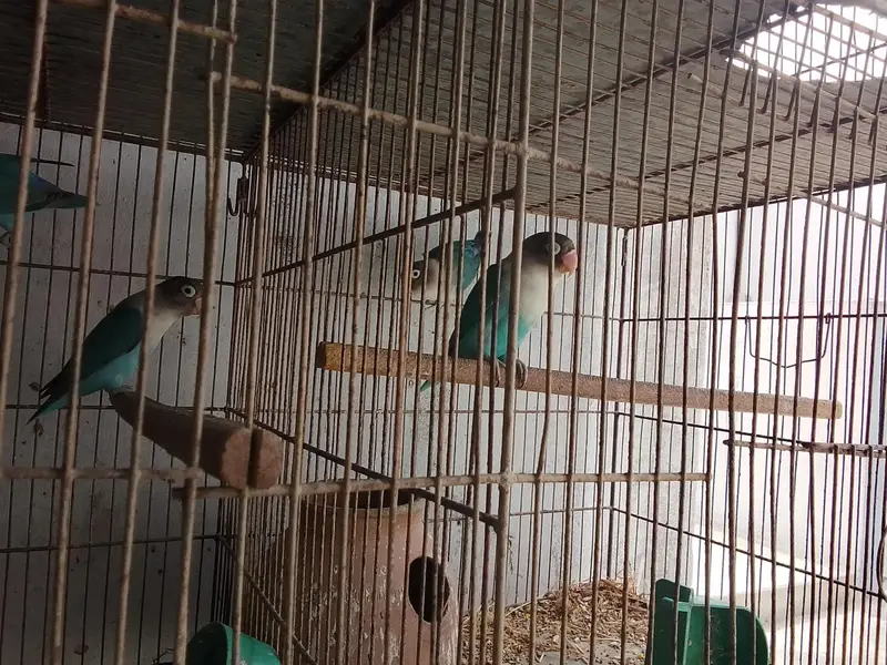 lovebird — photo 3