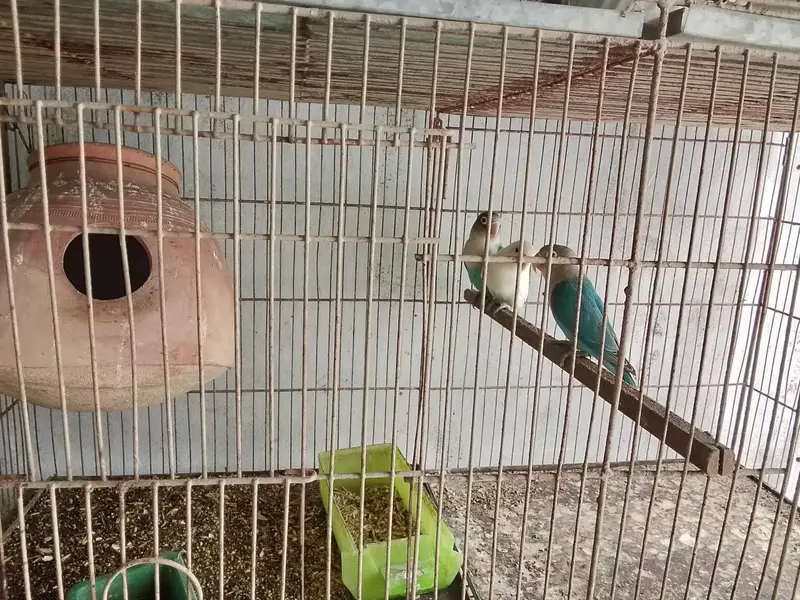 lovebird — photo 4