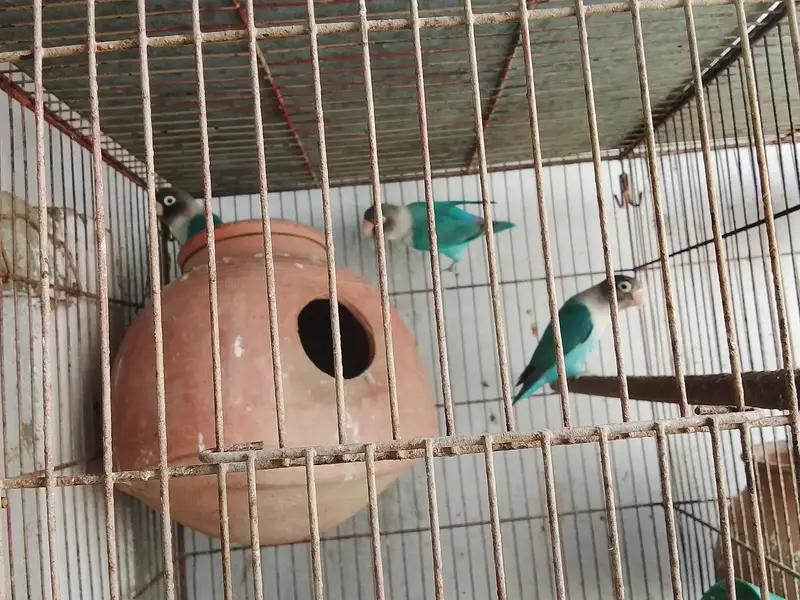lovebird — photo 5