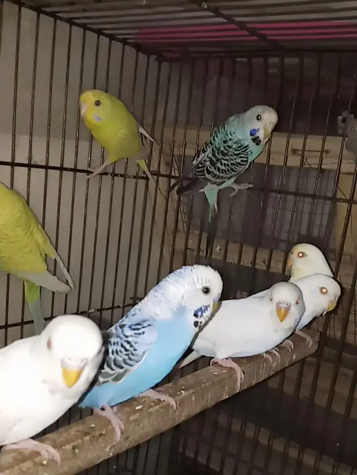 Selling Birds — photo 4