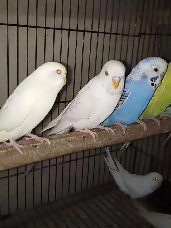 Selling Birds — photo 7