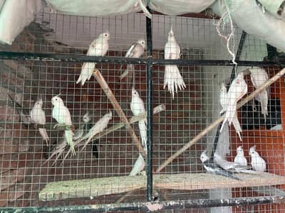cocktail colony for sale