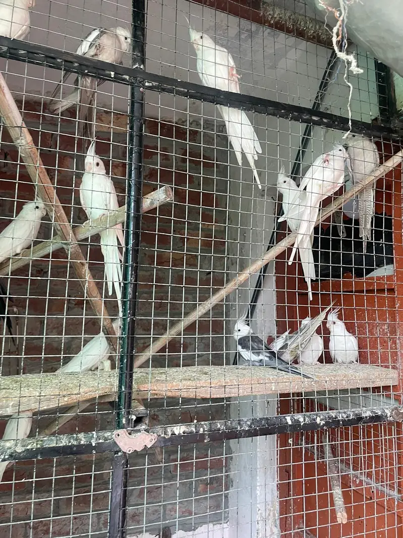 cocktail colony for sale — photo 2