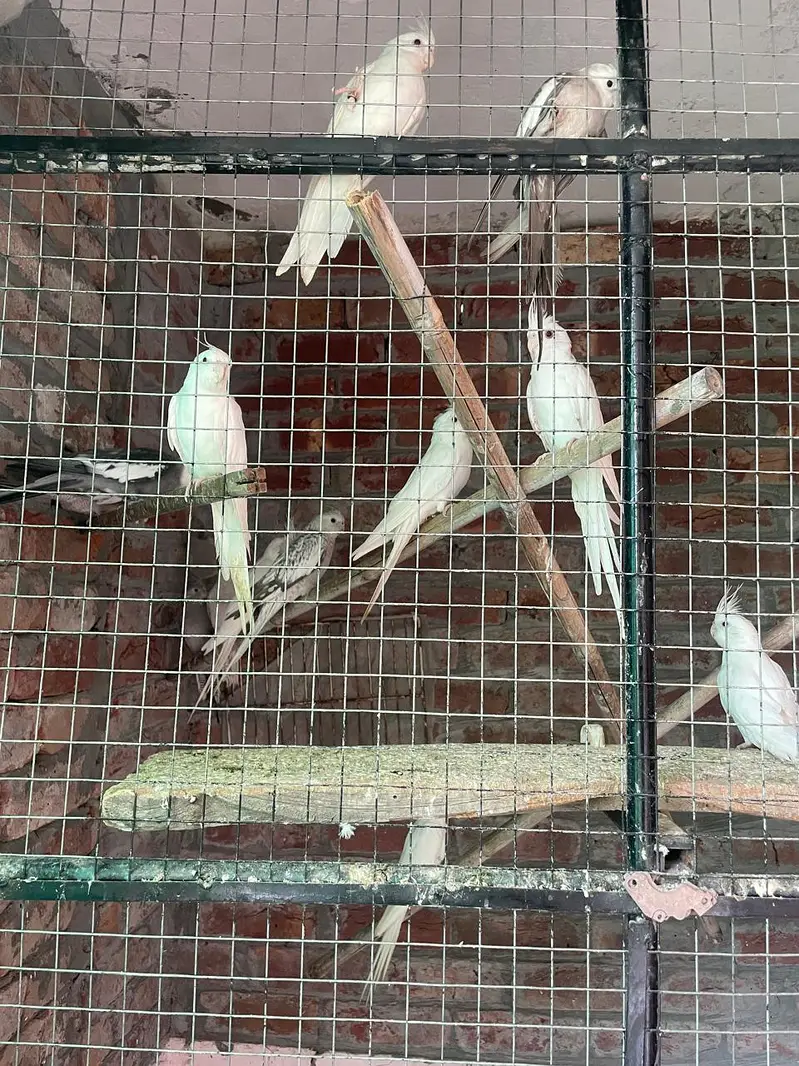 cocktail colony for sale — photo 3
