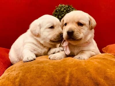 Labrador imported bloodline puppy 0301 461 5555