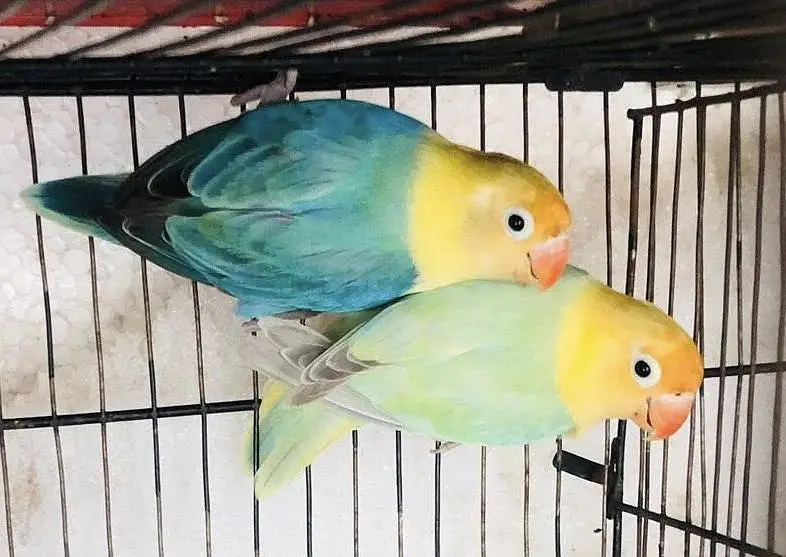 Opline love birds — photo 2