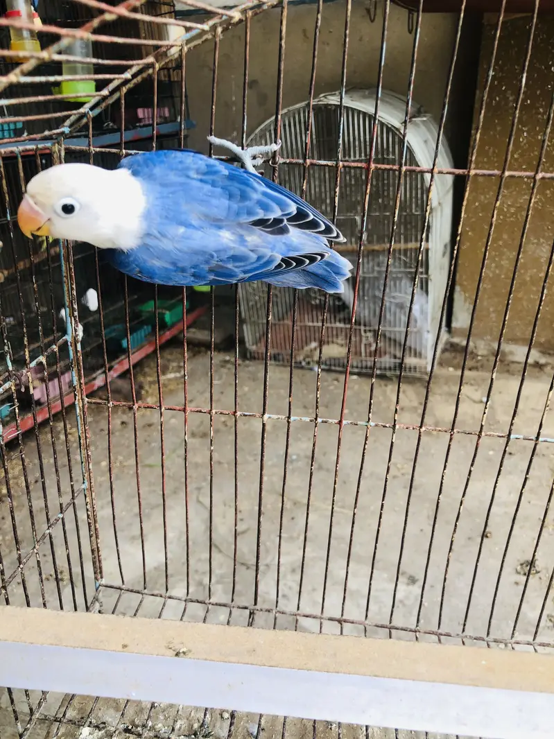 Opline love birds — photo 3