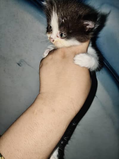 Triple coated male kitten