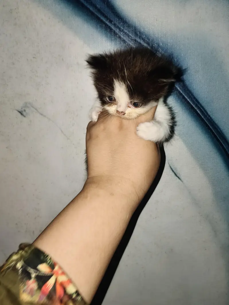 Triple coated male kitten — photo 2