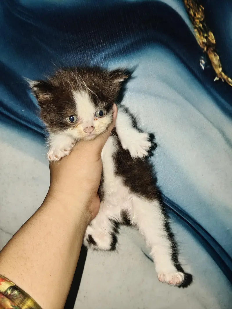 Triple coated male kitten — photo 3