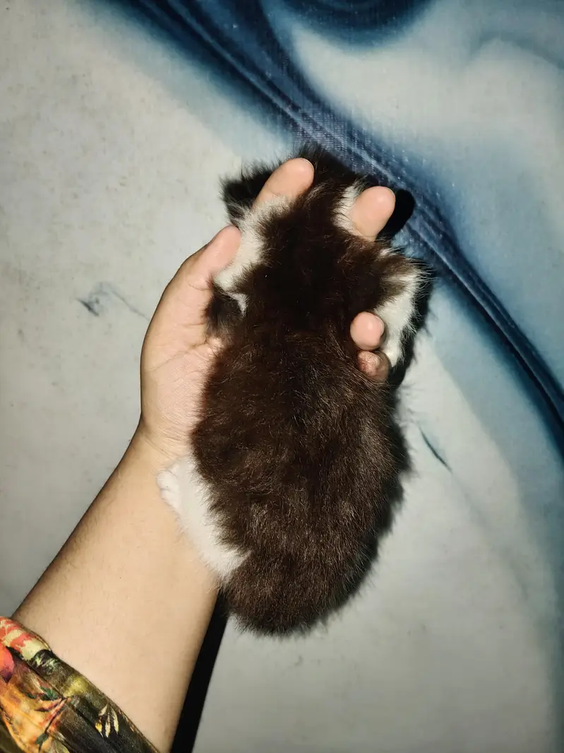 Triple coated male kitten — photo 4
