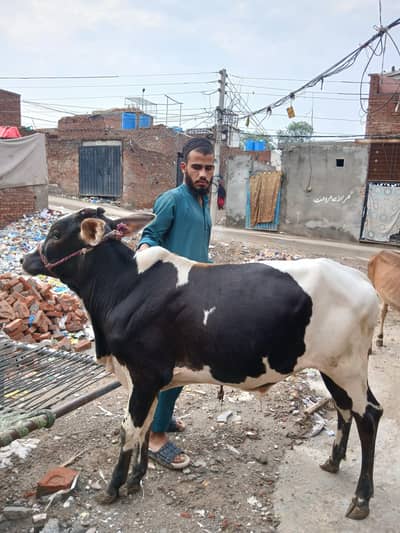 black & white bull for sale, strong and active, good breed