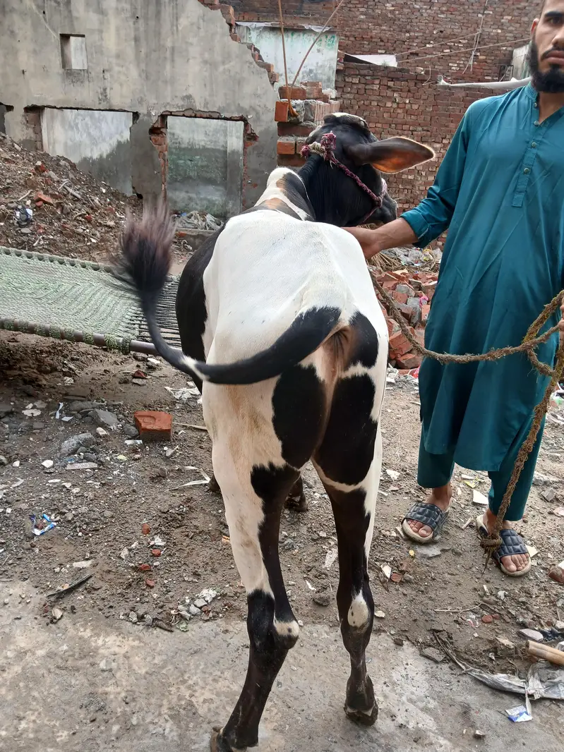 black & white bull for sale, strong and active, good breed — photo 3