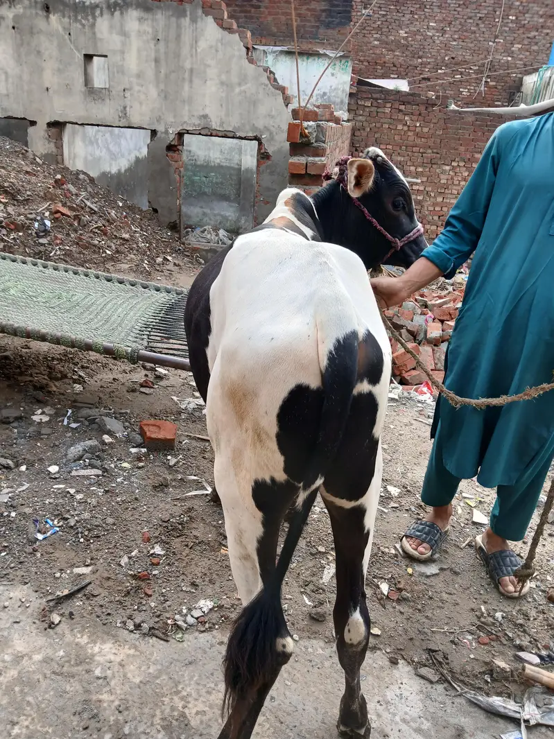black & white bull for sale, strong and active, good breed — photo 4
