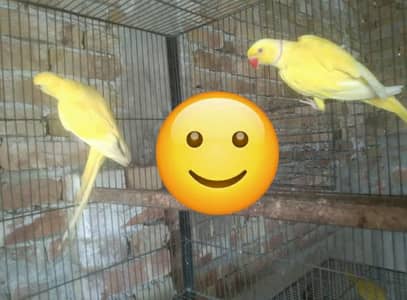 All are breeder pairs 0.3. 0.2. 1.9. 6.4. 9.8. 2