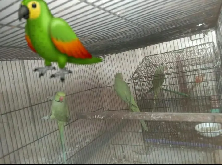 All are breeder pairs 0.3. 0.2. 1.9. 6.4. 9.8. 2 — photo 2